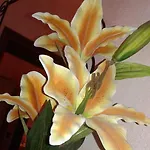 Il Giglio D'oro